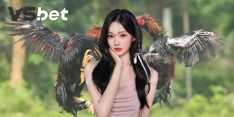 Live Đá Gà Vsbet - Xem Trực Tiếp Chọi Gà Thomo Sắc Nét 2 Các thể thức thi đấu live đá gà VSBet trực tiếp
